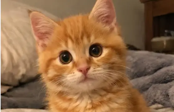 Qual é a cor do seu cabelo???