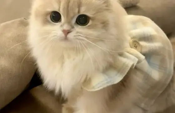 Qual é um dos meus animais?