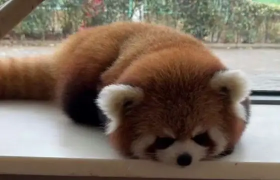 Qual animal eu acho muito fofo?