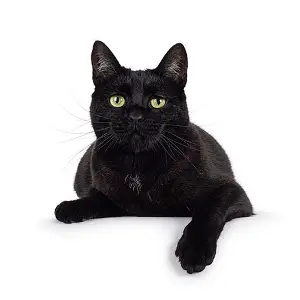 Gato preto
