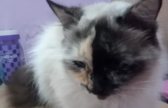 Será que eu consigo acertar qual raça de gato combina mais com você?
