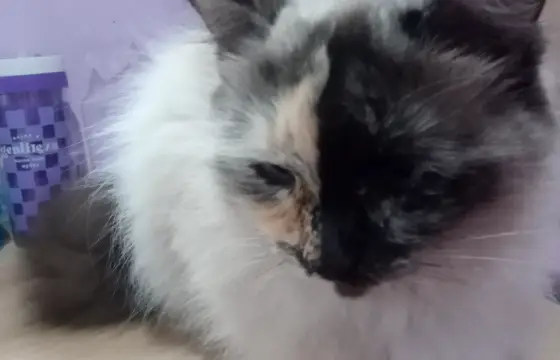 Qual presenta você daria para o seu gato?