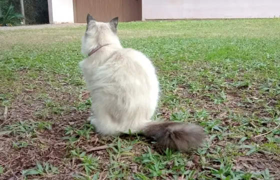 Maine Coon!!