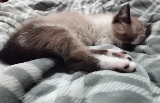 Ragdoll!