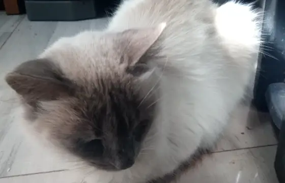 Bengal!