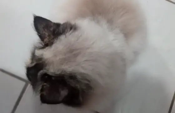 Siamês!!