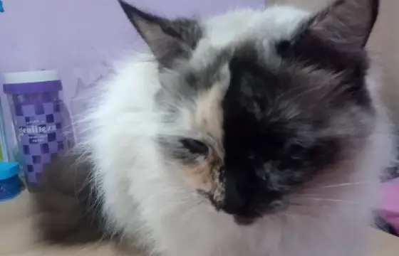 Persa!!