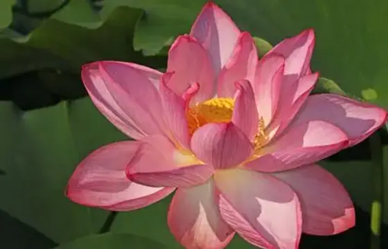 Doce Flor!!!