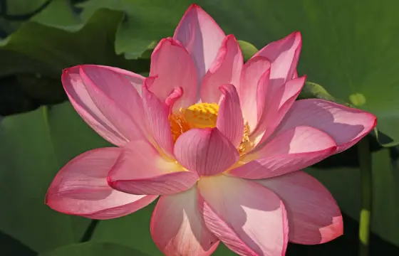 Doce Flor!!!