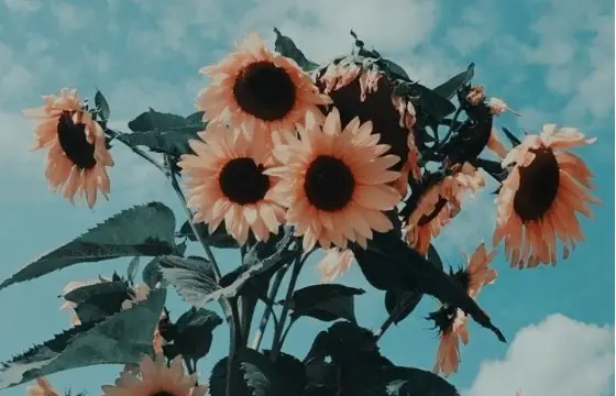 Quais são as minhas cores favoritas?