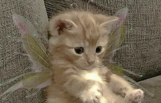 Qual é o meu nome?...
