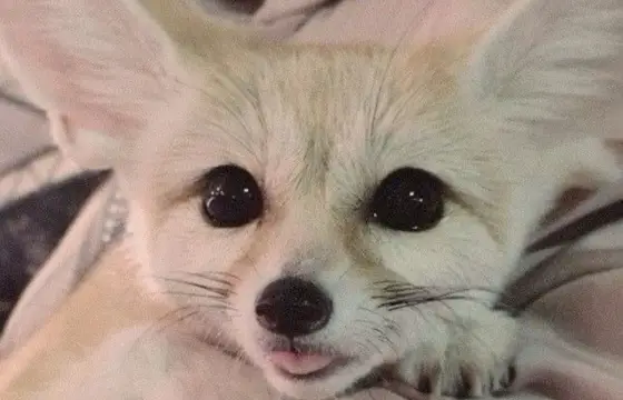 Feneco