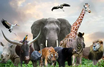 Qual animal você seria?