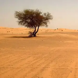 Deserto