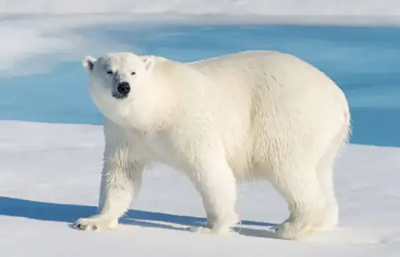 Urso Polar