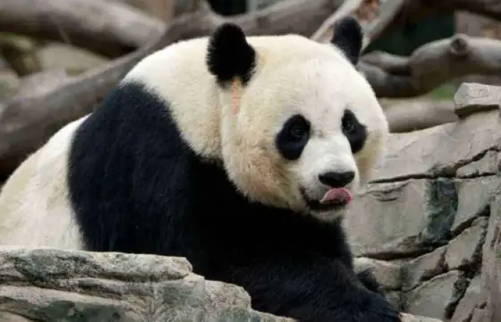 Urso Panda