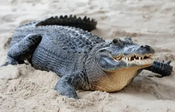 Crocodilo