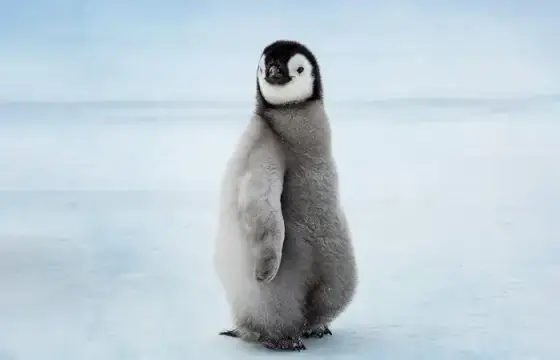 Pinguim