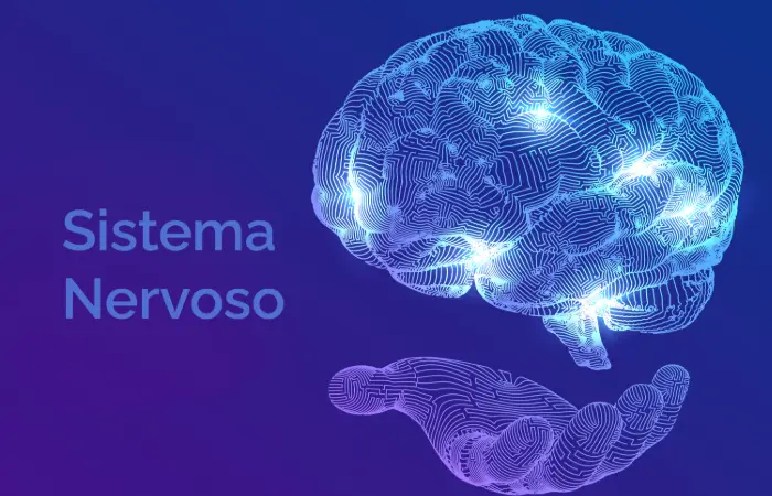 Quiz do Sistema nervoso, trabalho de ciências