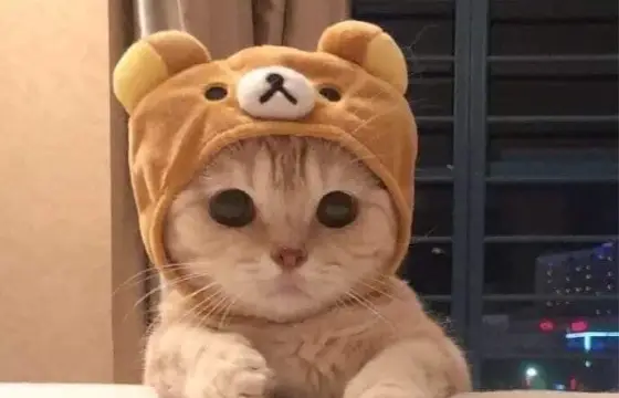 Escolha um desses bichinhos fofos