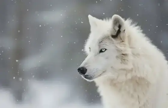 Parabéns, você é Ômega