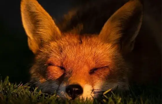 E onde ela iria mimir? (dormir)
