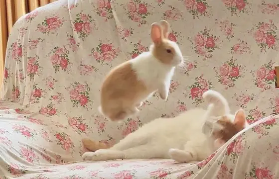 7.Qual a tradução do substantivo "cherry"?