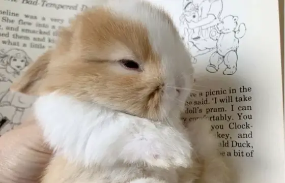 3.Qual a tradução do substantivo "pasta"?