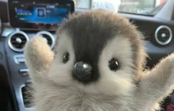 2.Qual a tradução do substantivo "fish"?