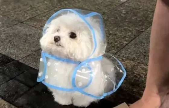 5.Qual a tradução do substantivo "tomato"?