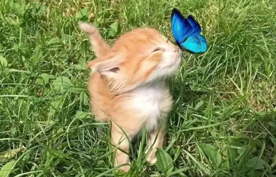 10.Qual a tradução do substantivo "strawberry"? Duas perguntinhas extras para alegrar seu dia! e o meu também🥹 deixe seu feedback!🥰