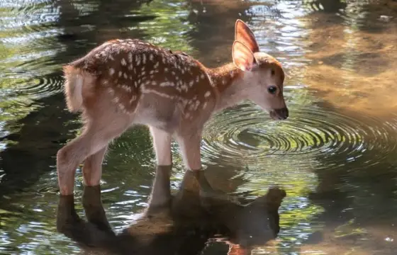 8.Qual a tradução do substantivo "orange"?