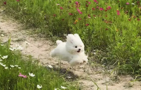 6.Qual a tradução do substantivo "egg"?