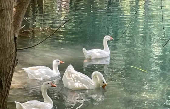 9.Qual a tradução do substantivo "lemon"?