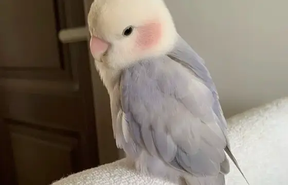 1. Qual a tradução desse substantivo "soda"?