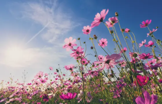 Quando as flores geralmente florescem?