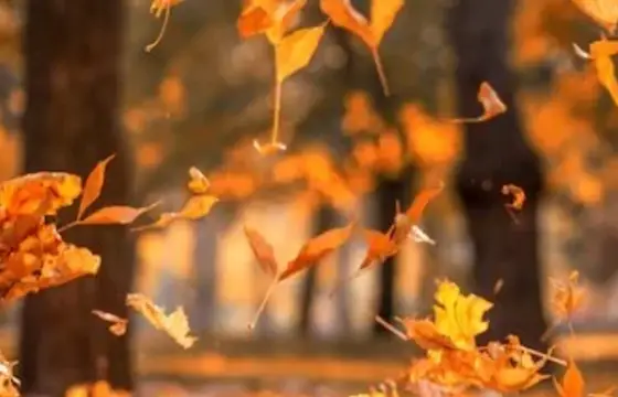 Qual estação é conhecida por folhas caindo?