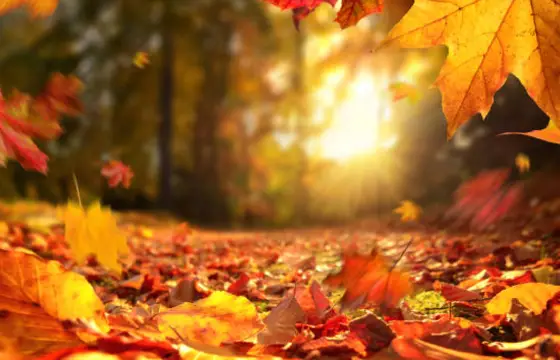 Quando as folhas mudam de cor?