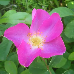Rosa Galica
