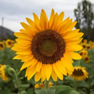 Girasol