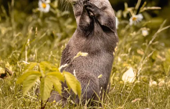 Peferes  um peloche do cimaroll ou da hello kitty?