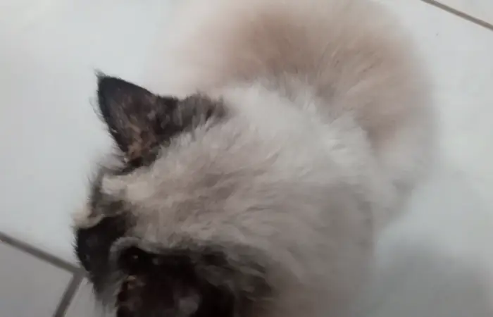 Você quer conhecer um pouco minha gatinha?