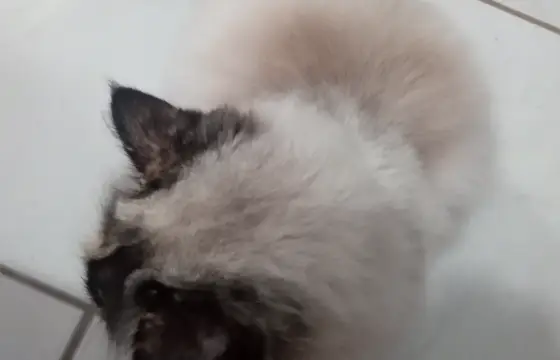 Qual dessas fotos ela está mais bonita?