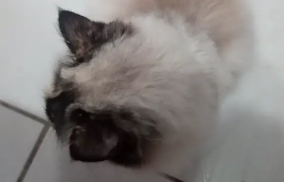 Qual dessas você acha que é minha gatinha?