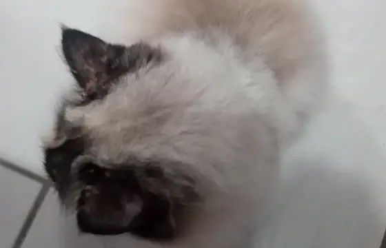 Qual raça você acha que ela é?