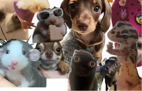 Qual é o seu animal favorito ?