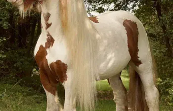 Você conhece cavalos?