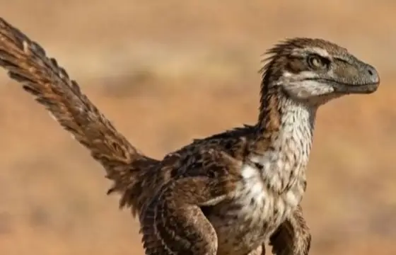 Velociraptor