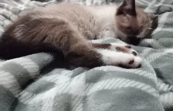 Qual estilo de gato você gosta mais?