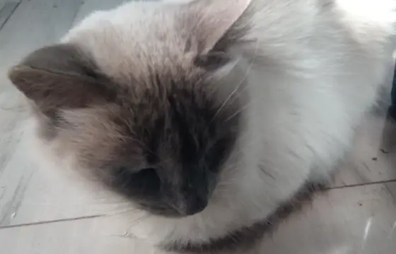 Seu parceiro é um Ragdoll!
